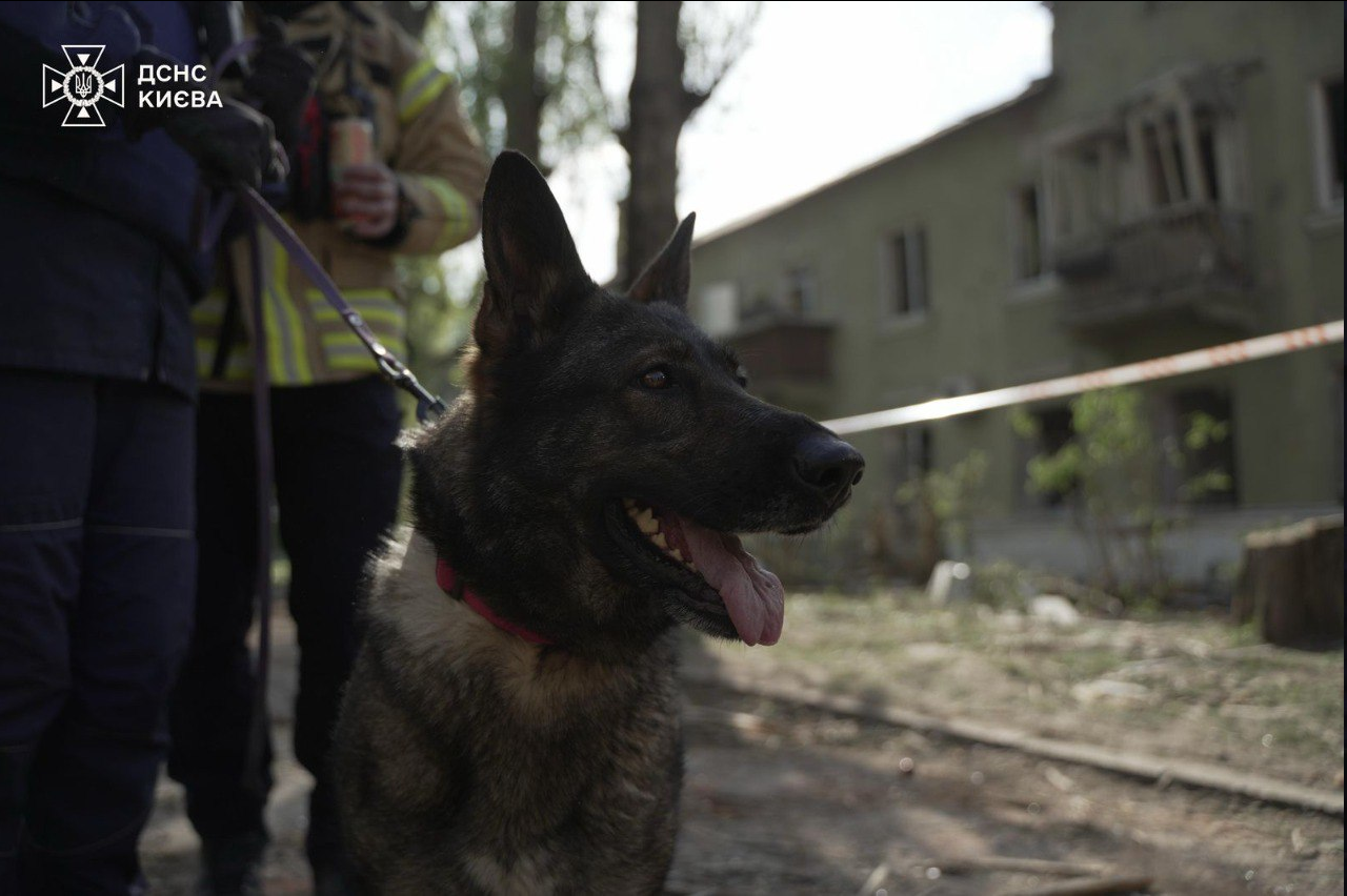 ДСНС залучила роботів і собак до рятувальних робіт у Києві — фото - фото 4